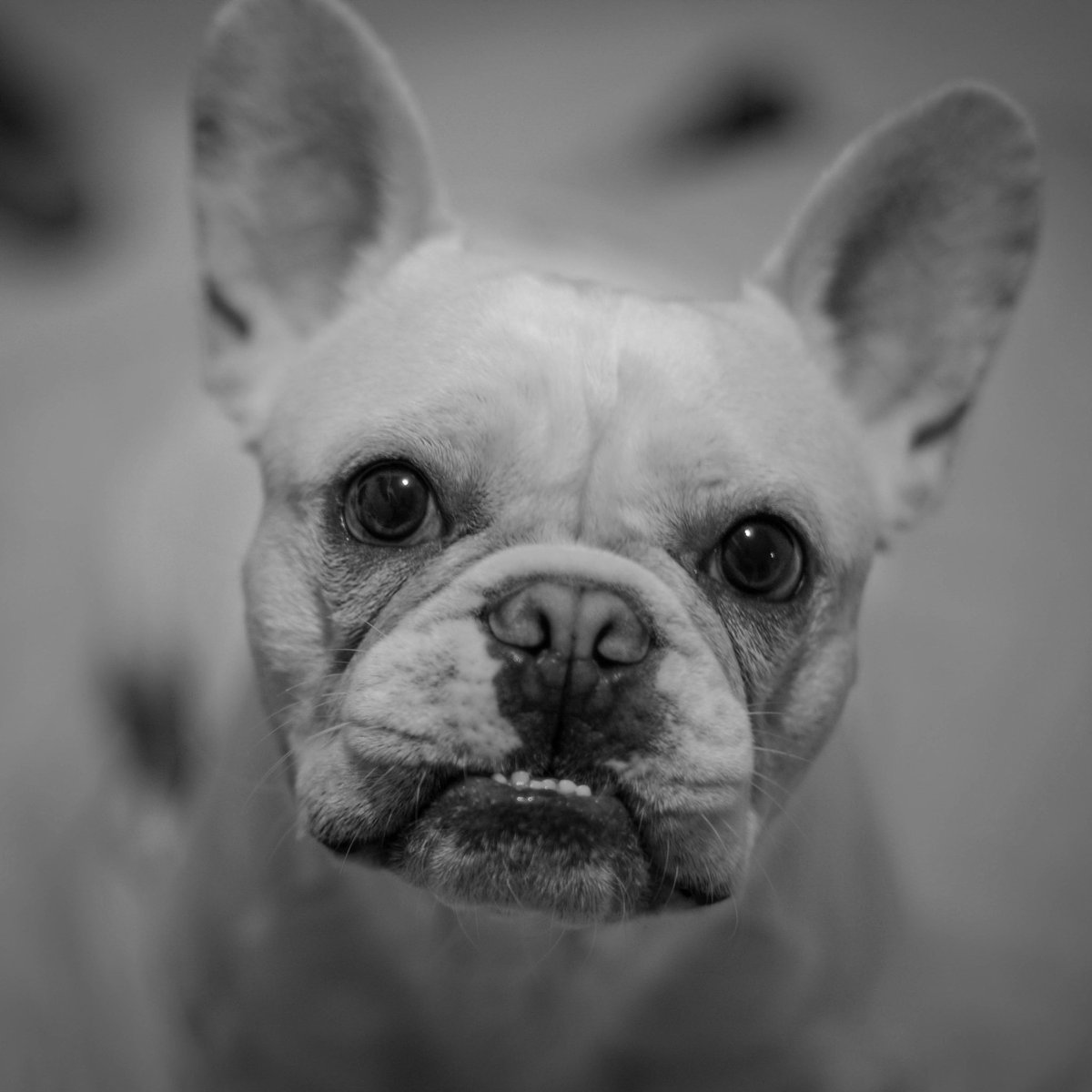 ToroBravo100's tweet photo. Here my dog Pancho saying GM!
#photography #fenchie #bulldog #dogsoftwitter https://t.co/HihdB5nPYU