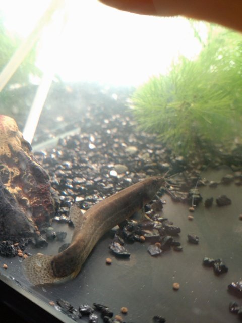 تويتر マキコ على تويتر 2 4 記録 ベランダの母娘 冬眠から目覚めそうな気配 イボ美さんは このまま散切りシッポで行きそうかな ドジョウさん 先ほど間近で見ました こんな顔なんですね 本日の らんちゅう さんは上から T Co 5ppga5mrli