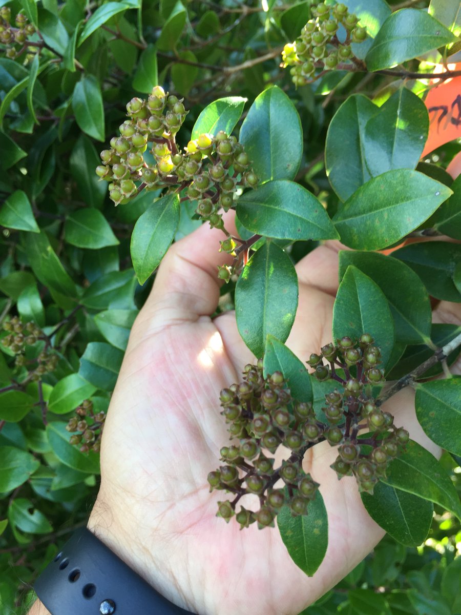 Cross-pollination & pollen storage @ sub-zero temperatures are some the tricks we used to help #threatened #NewZealand tree Rātā Moehau. Our 3yrs study @Te_Papa & #OtariWiltonsBush just accepted 🥳#PacificConsBio #conservation #extinction #BotanicGardens publish.csiro.au/PC/justaccepte…