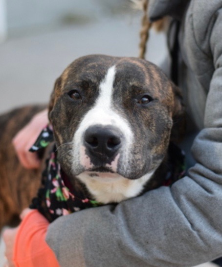 NMBewitched's tweet photo. 💔Roscoe
#NYCACC
#130740
2/5💉
https://t.co/u9tXGyr9vN
Who is Looking for Mr Wonderful?
Shy, Sensitive 🐕
With a Zest for Laugh
Bringer of Laughter & Love
Brindle Magic🥰
Another Insane Listing
Careful he Could be Overlooked
#Pledge
Just look at him
Fall in Love
#Foster https://t.co/wh1r3HshGl