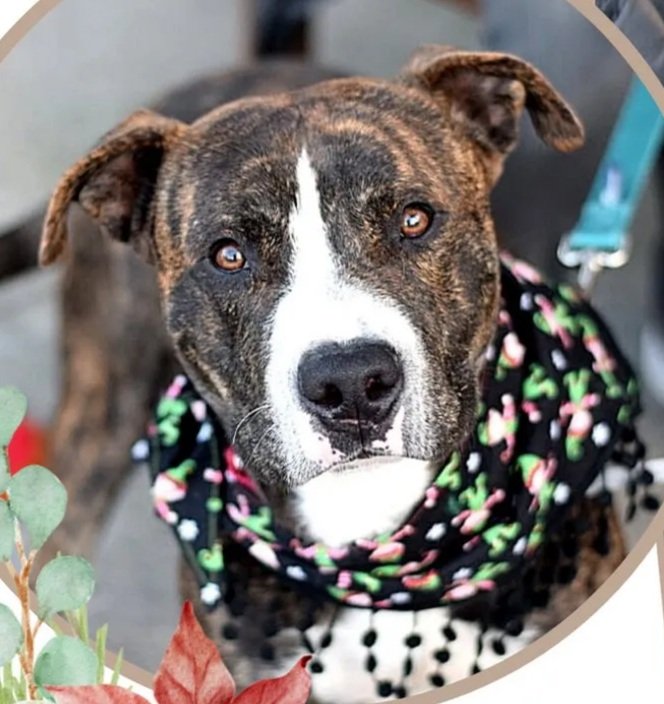 NMBewitched's tweet photo. 💔Roscoe
#NYCACC
#130740
2/5💉
https://t.co/u9tXGyr9vN
Who is Looking for Mr Wonderful?
Shy, Sensitive 🐕
With a Zest for Laugh
Bringer of Laughter & Love
Brindle Magic🥰
Another Insane Listing
Careful he Could be Overlooked
#Pledge
Just look at him
Fall in Love
#Foster https://t.co/wh1r3HshGl