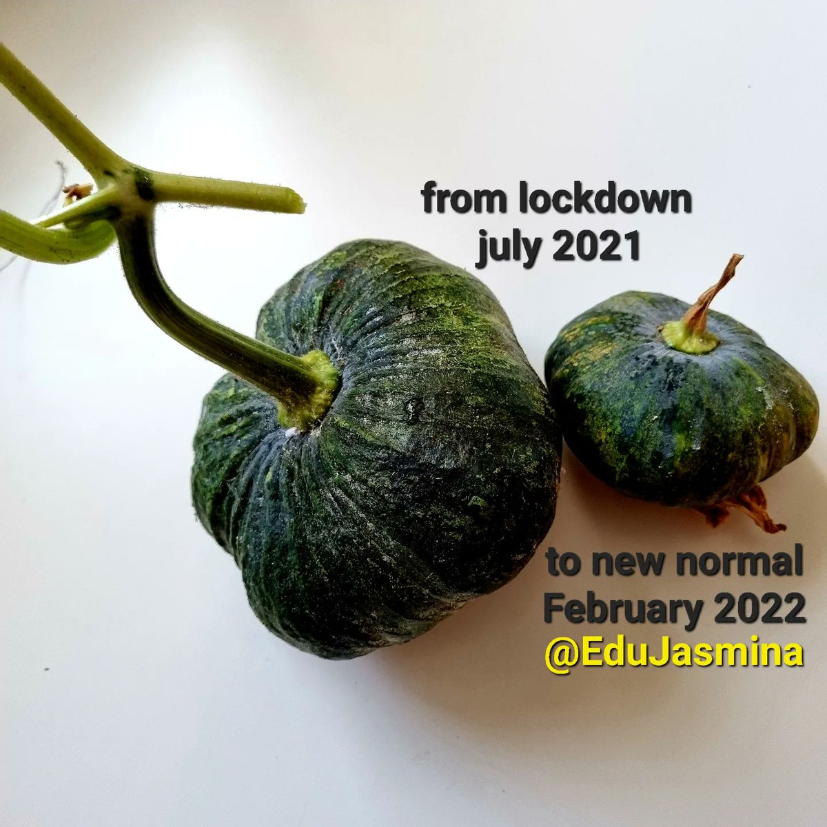 EduJasmina's tweet photo. First beautiful bumpy bippity boppity Bangkok balcony bounty! 
July 2020 - Feb 2022
Discovered by "cutting back the mess" which was a perfect reminder in a stressful time that we can sometimes find the good. Although I wonder what they'll taste like... https://t.co/TAtmHaLC14
