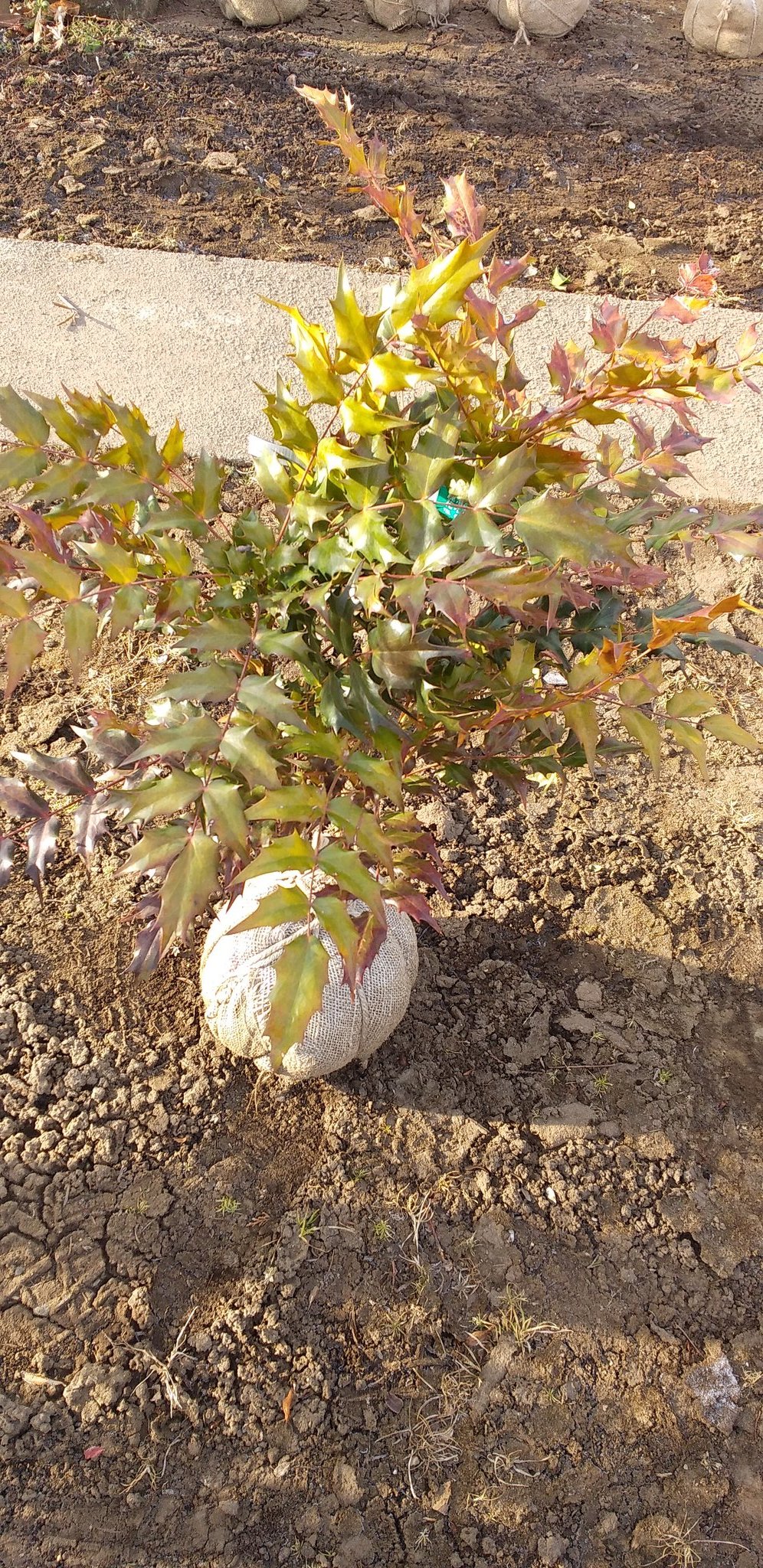公財 鹿沼市花木センター公社 昨日は柊イワシを飾って豆まきでした 焼いた鰯の頭の臭いと鬼の目突きと言われる柊の刺で弱らせて豆をぶつけて鬼退治 写真はヒイラギ南天ですが 鬼門の方角の北東に植えるのがお勧めです 鹿沼市 鹿沼市花木センター