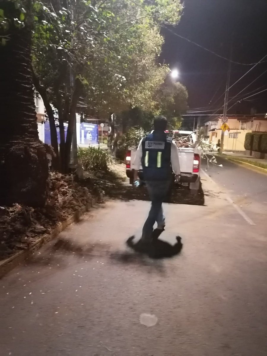 CMaestroFederal's tweet photo. Agradecemos a @eduardorivera01, @InfraPue Área Parques y Jardines por la pronta atención en retirar la malesa que se desgajo de una palmera en Av. 15 de Mayo en la Colonia Maestro Federal y así evitar algun tipo de accidente. https://t.co/3IPLgRbAKz