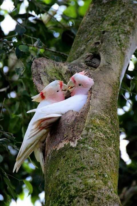 Kristal38922455's tweet photo. Loving 💞                                             #NatureBeauty #naturelovers #birds https://t.co/R5YvbCI1HL