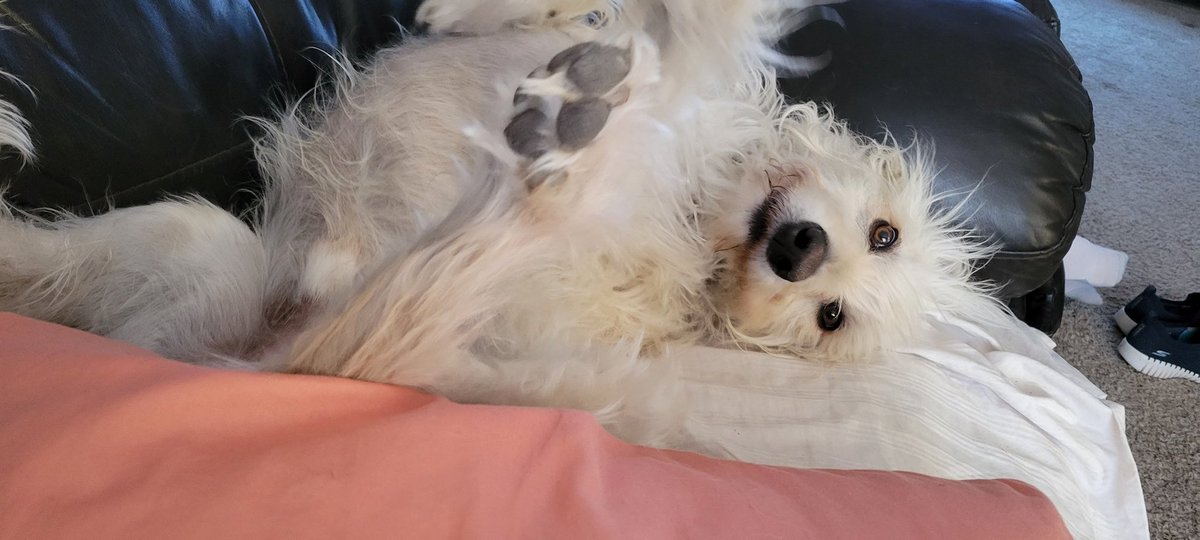 ssnyder40's tweet photo. #adogslife 
I love the Spirit of my puppy Sebastian. He's a loving nut! https://t.co/dHsbpfkUjb