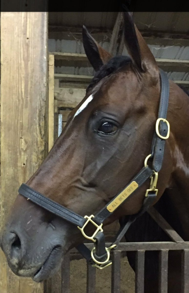 buildfgb's tweet photo. Does anyone want a sharp looking foal?
Then book your mare with Seelster farms ASAP!!
#AllBetsOff #Betbabies22 https://t.co/jqjHcxOnfk
