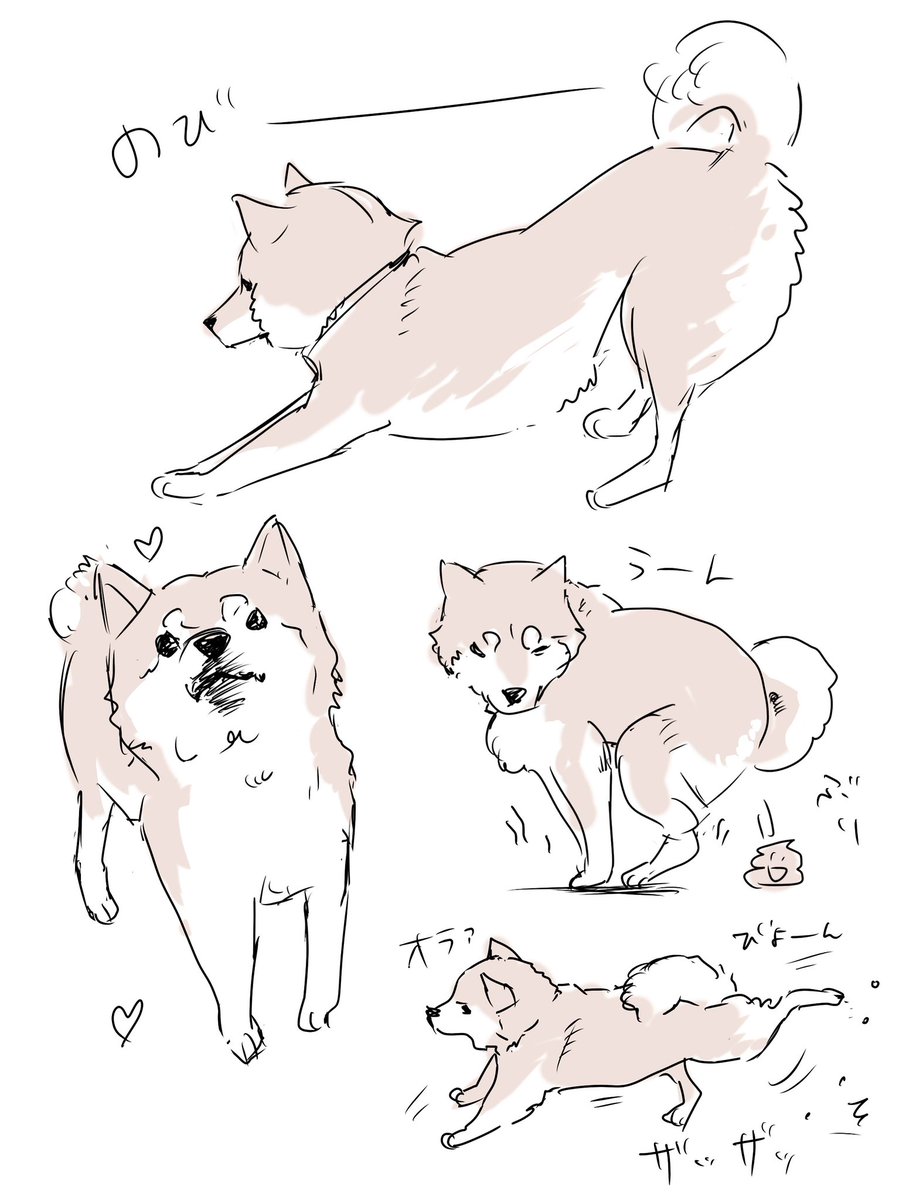 柴犬はイイぞ〜😤 