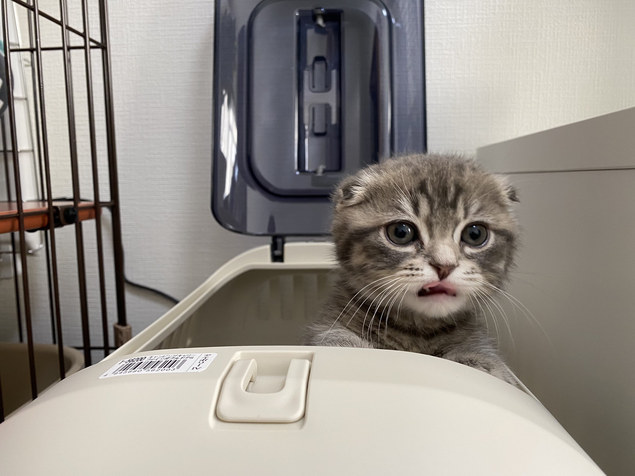 しゃけ お口がポイントです マンチカン 猫 子猫 マンチカン子猫 猫のいる暮らし 猫好きさんと繋がりたい T Co 8mncerxzzr Twitter