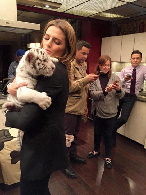 beckettscoffees's tweet photo. stana with a tiger 🥺🐯 https://t.co/za4O5EClqK