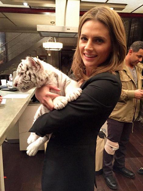 beckettscoffees's tweet photo. stana with a tiger 🥺🐯 https://t.co/za4O5EClqK