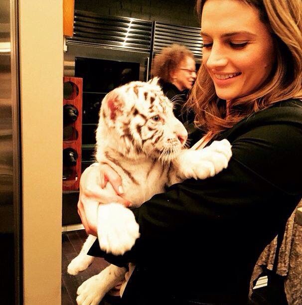 beckettscoffees's tweet photo. stana with a tiger 🥺🐯 https://t.co/za4O5EClqK