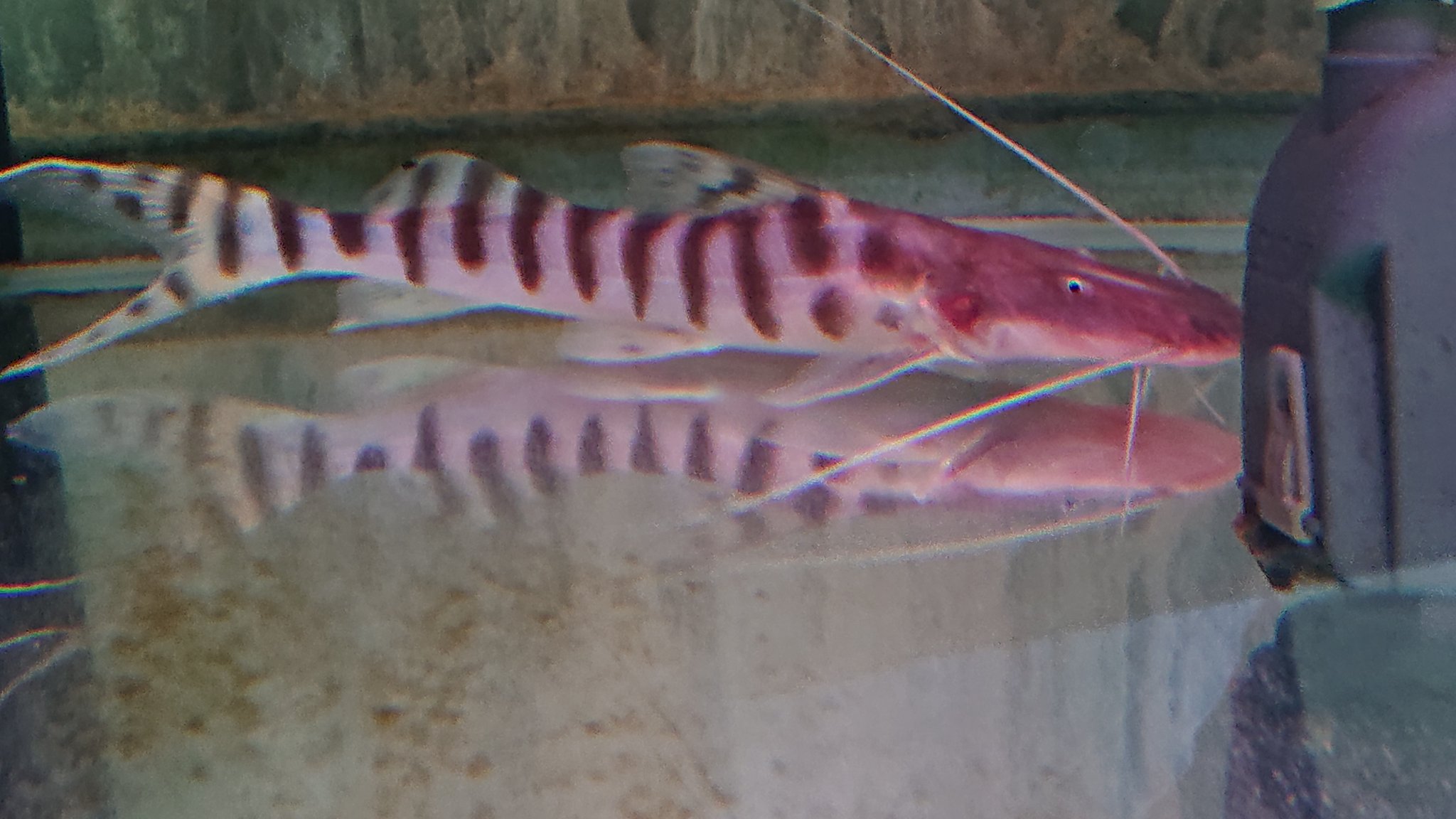 アクアデザインアラオ熱帯魚 Ada Nettaigyo Twitter