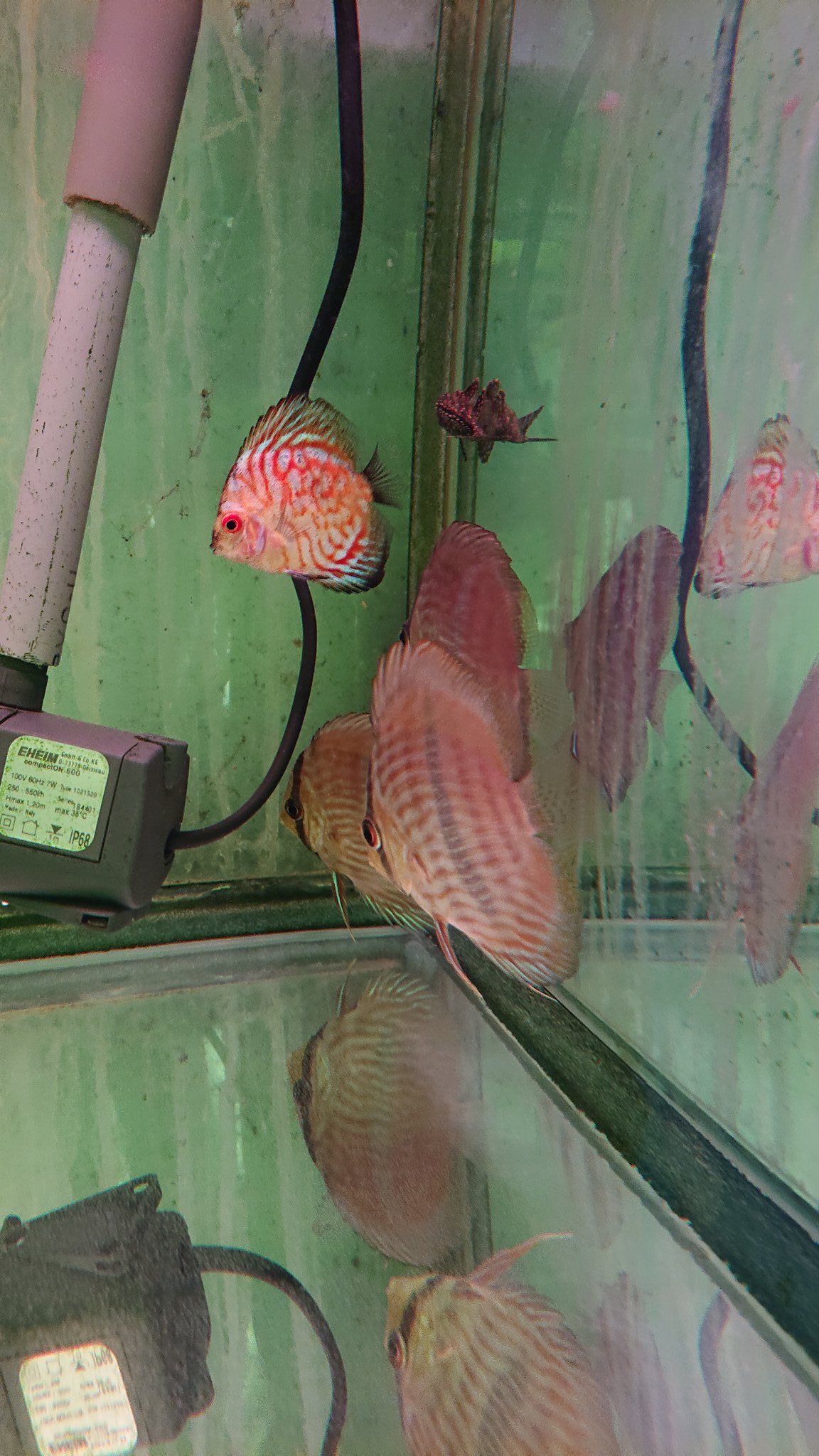 アクアデザインアラオ熱帯魚 Ada Nettaigyo Twitter