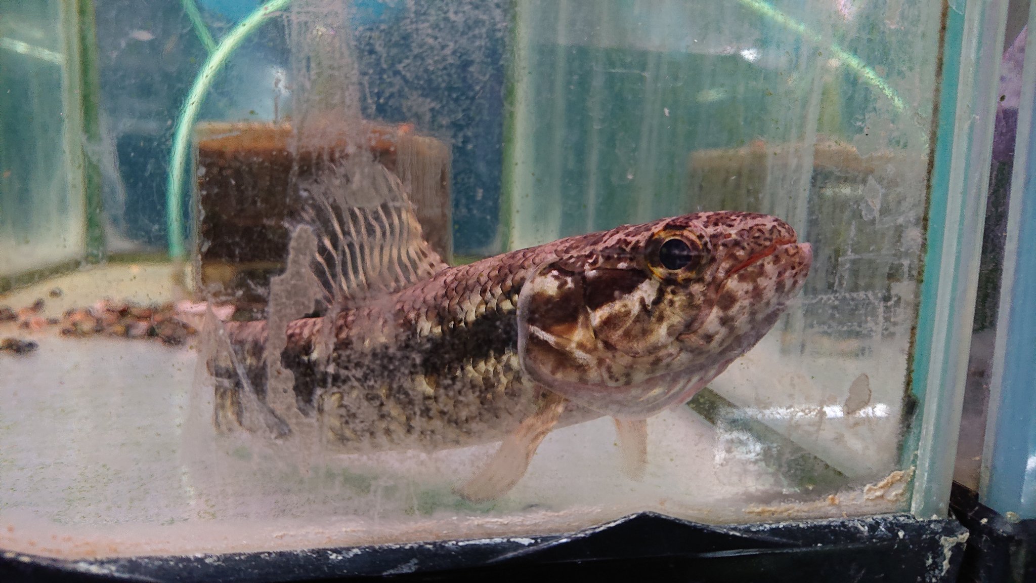 アクアデザインアラオ熱帯魚 Ada Nettaigyo Twitter