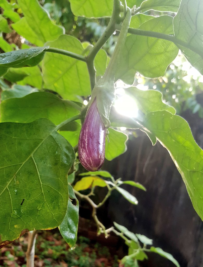 Sedona_B's tweet photo. This is happiness. 🌱💚
#404gardening https://t.co/dFDdRUG1jN