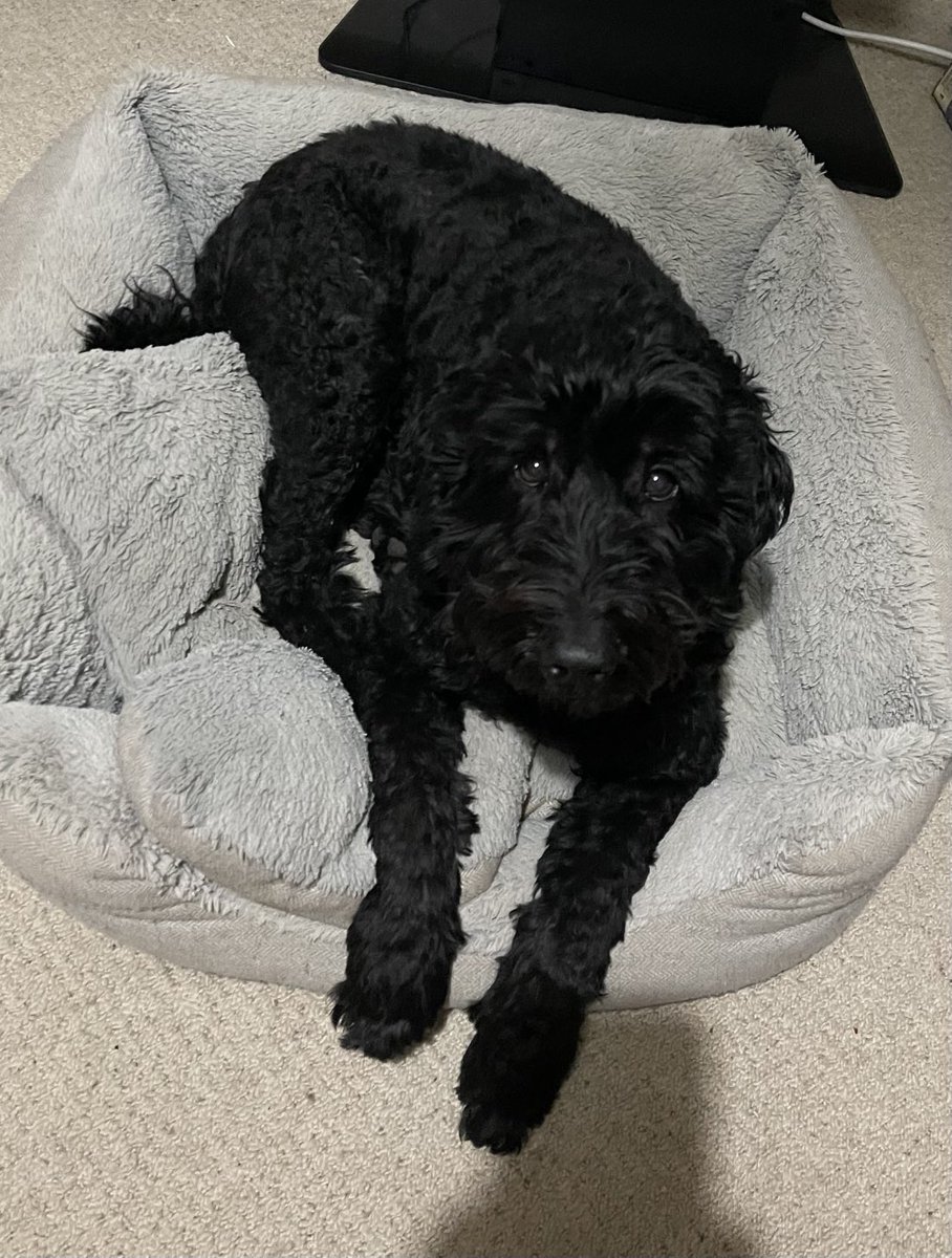 HouseHectorz's tweet photo. My hoomum has no fashion sense. Hats wiv bobbles looks silly! Much more stylish wiffout. My mission in life is to make her looks better - So I am getting all her bobble hats and removing said bobbles #dogsoftwitter #thursdaythought #givemeyourbobbles https://t.co/njmExGJGJR