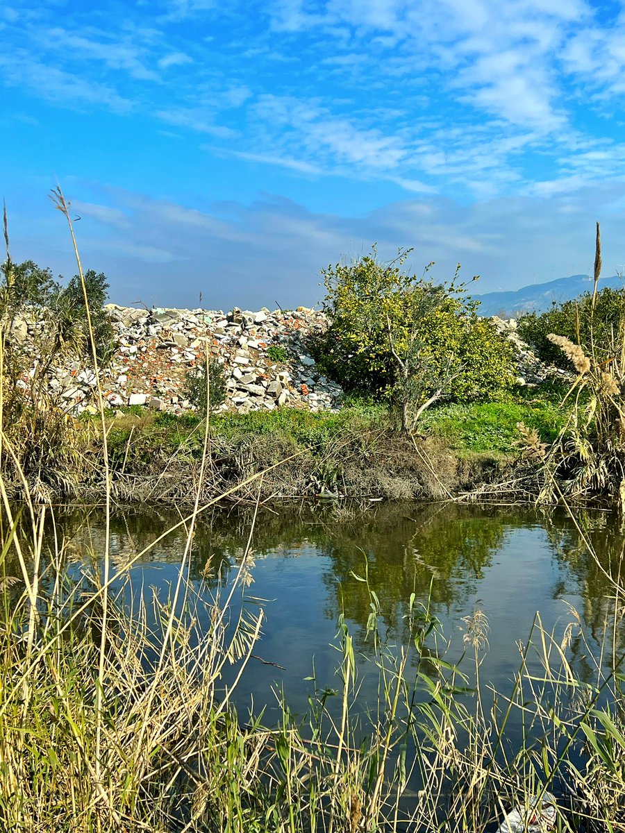 birddetectiveTR's tweet photo. Bu limon ağacını da unutmayın. Üstüne canlı canlı taş ve moloz yığılıyor. Bunu bugün yapan açgözlü insanların evlatları huzurlu bir dünyada yaşayabilecek mi sizce? Yaşamdan kopmuş, geçmişinden kopmuş, tekdüze gören ve yağmalayan vahşi insan… https://t.co/0d2nZt83b0