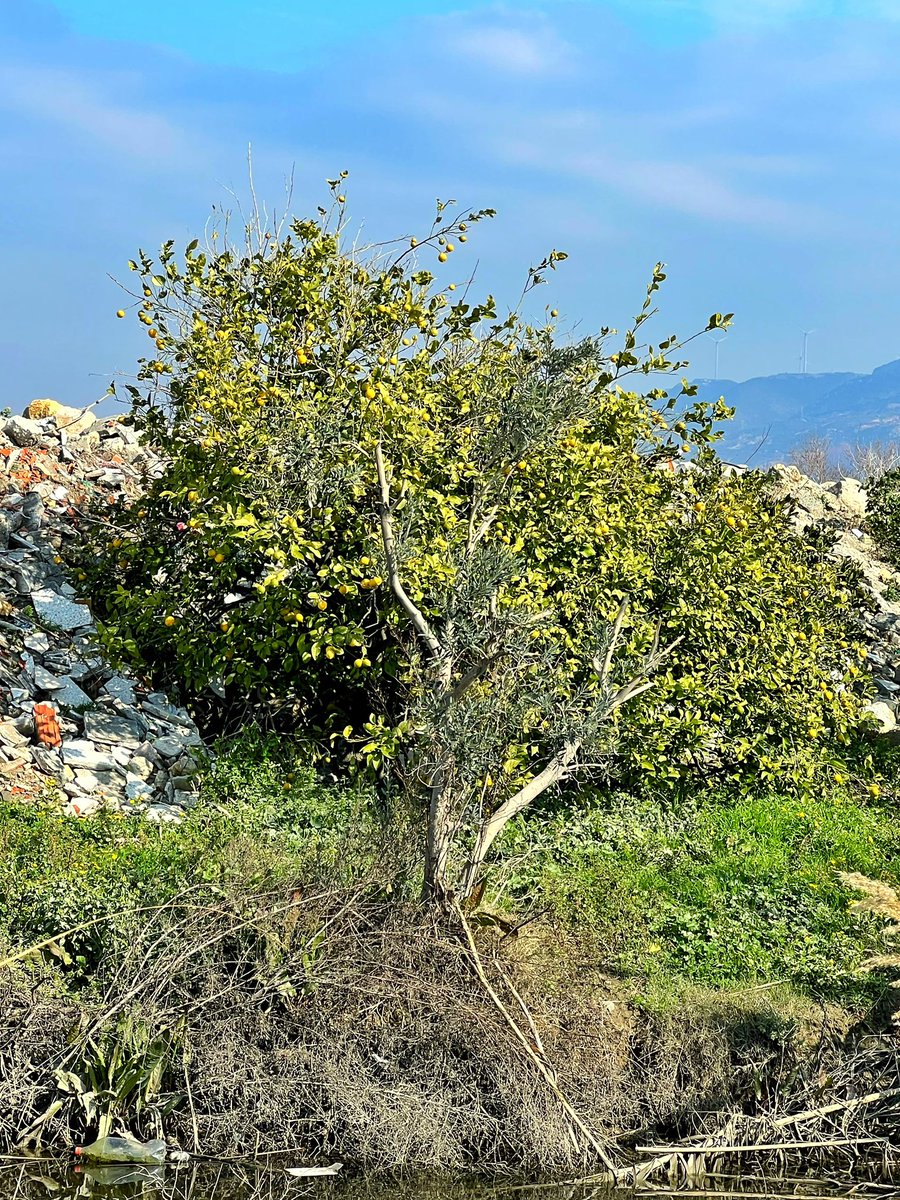 birddetectiveTR's tweet photo. Bu limon ağacını da unutmayın. Üstüne canlı canlı taş ve moloz yığılıyor. Bunu bugün yapan açgözlü insanların evlatları huzurlu bir dünyada yaşayabilecek mi sizce? Yaşamdan kopmuş, geçmişinden kopmuş, tekdüze gören ve yağmalayan vahşi insan… https://t.co/0d2nZt83b0