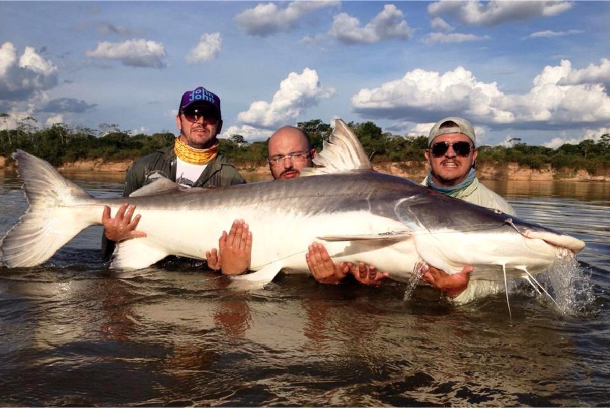 FodasPeixes's tweet photo. Peixe foda #964 - Piraquiba https://t.co/h95f0CymS2