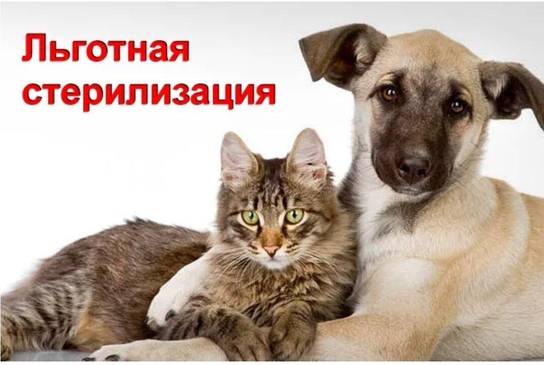 1Admspkurumoch's tweet photo. Льготная стерилизация
читать далее: https://t.co/E7MNb32tlH https://t.co/anmHxJ68Yj