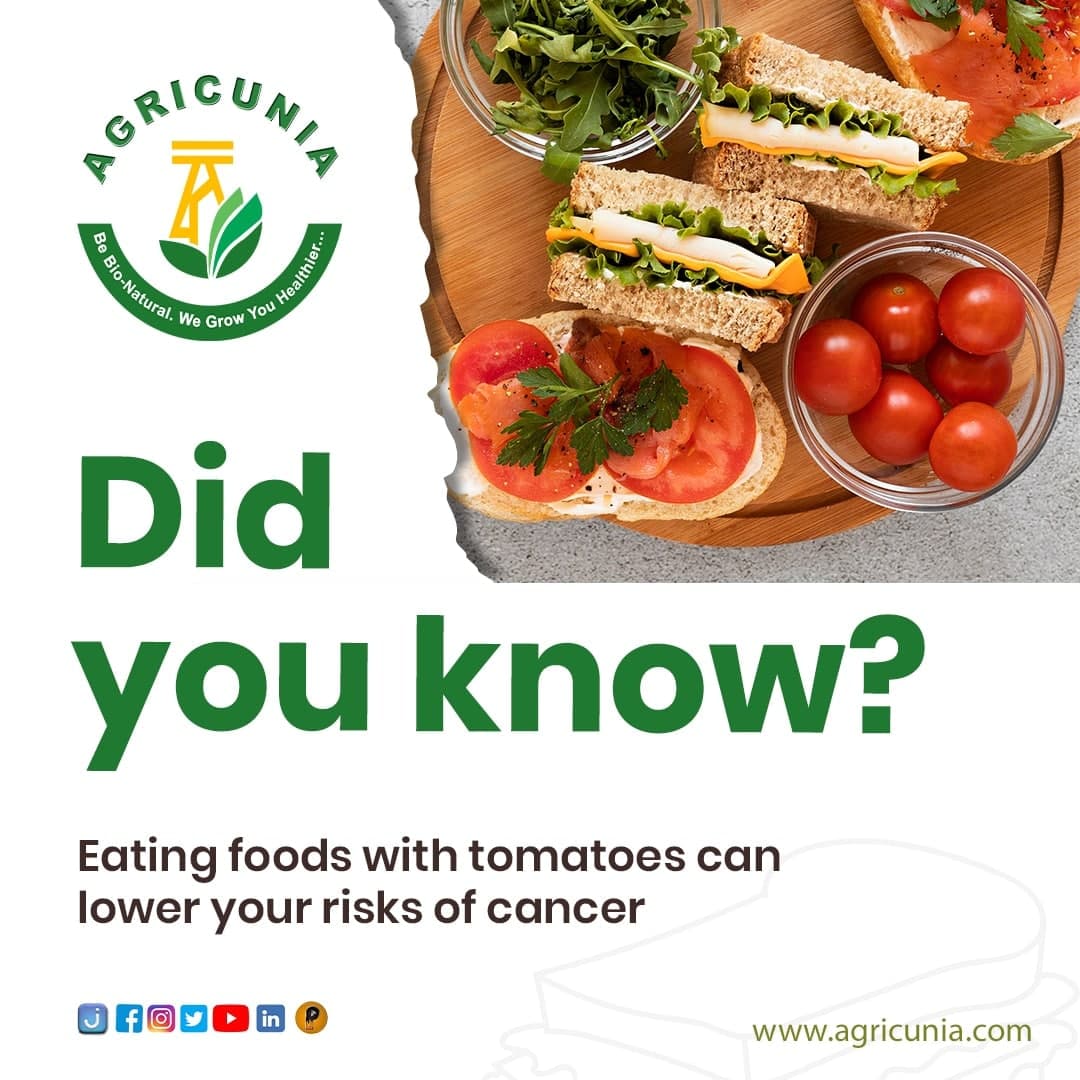 agricunia's tweet photo. Tomato fruit/vegetable is the epitome of a cancer-fighting superfood. They're a good source of vitamins A, C and E which are all enemies of cancer-friendly free radicals.
EAT FOODS WITH TOMATOES TODAY!
#agricunia #bioorganic #farm #farmlife #agriculture #farming #rural #ASUU https://t.co/tcCCIkqboN