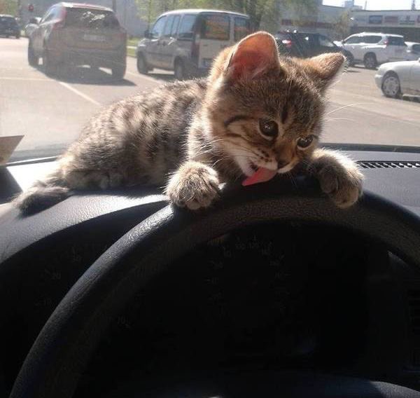 catpicsdealer's tweet photo. https://t.co/vGNUpXDK9a
