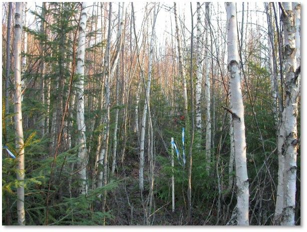 Råkar du ha ett väldigt tätt blandbestånd av gran och björk som du inte riktigt vet vad du ska göra med? Doktorand Felicia Dahlgren Lidman har en intressant artikel för dig!  Management of spontaneously regenerated mixed stands of birch and Norway spruce  silvafennica.fi/article/10485#…