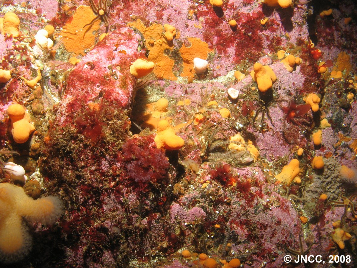 JNCC_UK's tweet photo. #WeAreRecruiting for a Marine Ecologist. Knowledge of UK’s benthic marine biodiversity &amp; national and/or #EUNIS marine habitat classification system? Experience in using statistical programmes &amp; #GIS to analyse &amp; interpret trends in data? https://t.co/UdnjYMB9pw Closes 21 Feb https://t.co/U70T6eWqjN