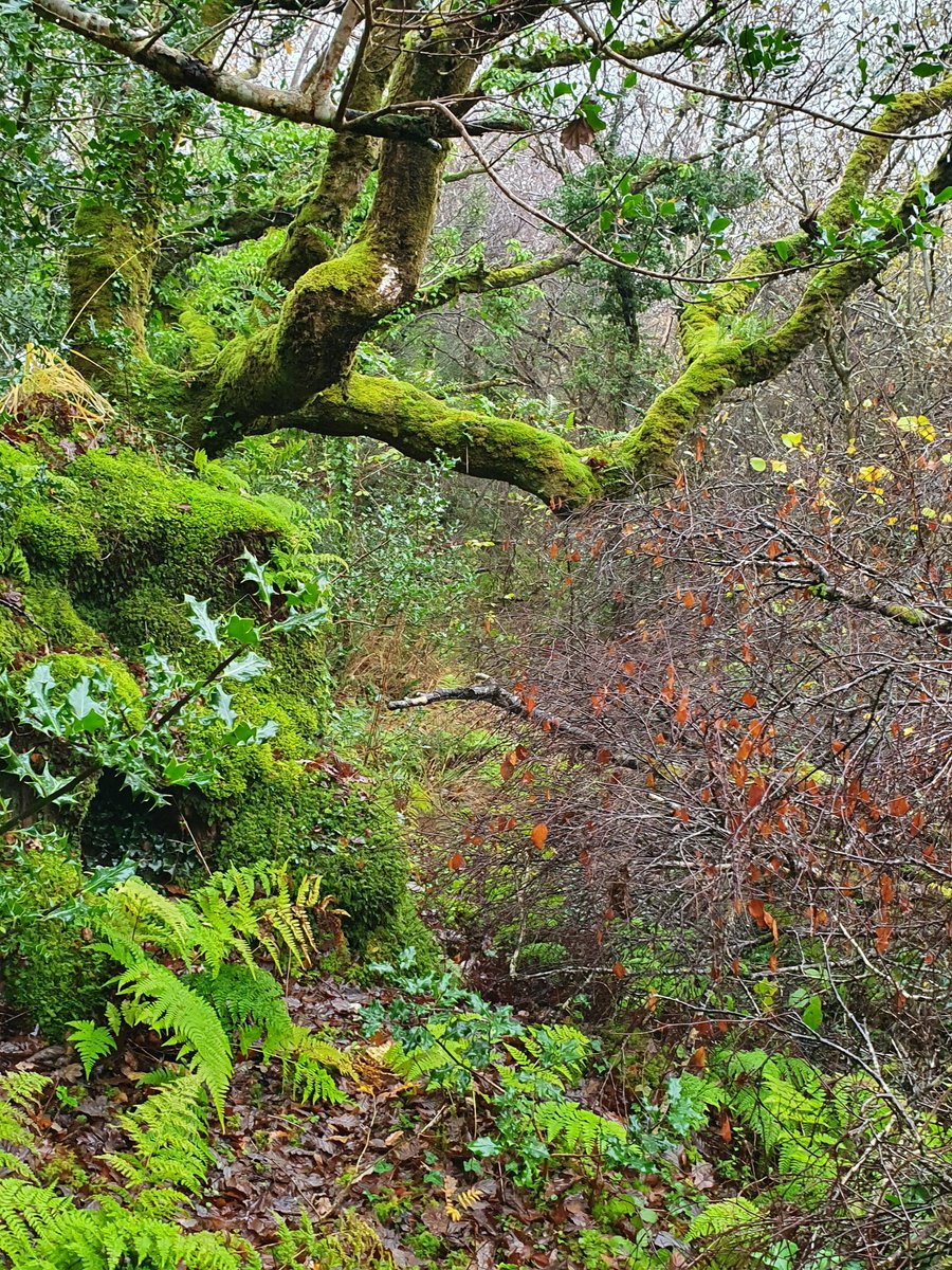 IrishRainforest tweet picture