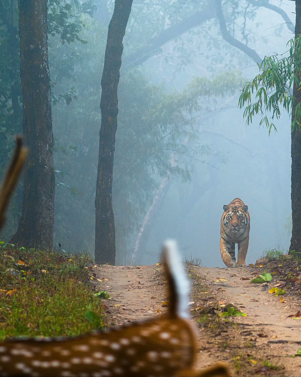 attempting_arts's tweet photo. Tigers of Central India | Kanha National Park @MPTourism 
#mptourism #tigerphotography #NaturePhotography #wildlifephotography #wildlife https://t.co/APahJ1FlKQ