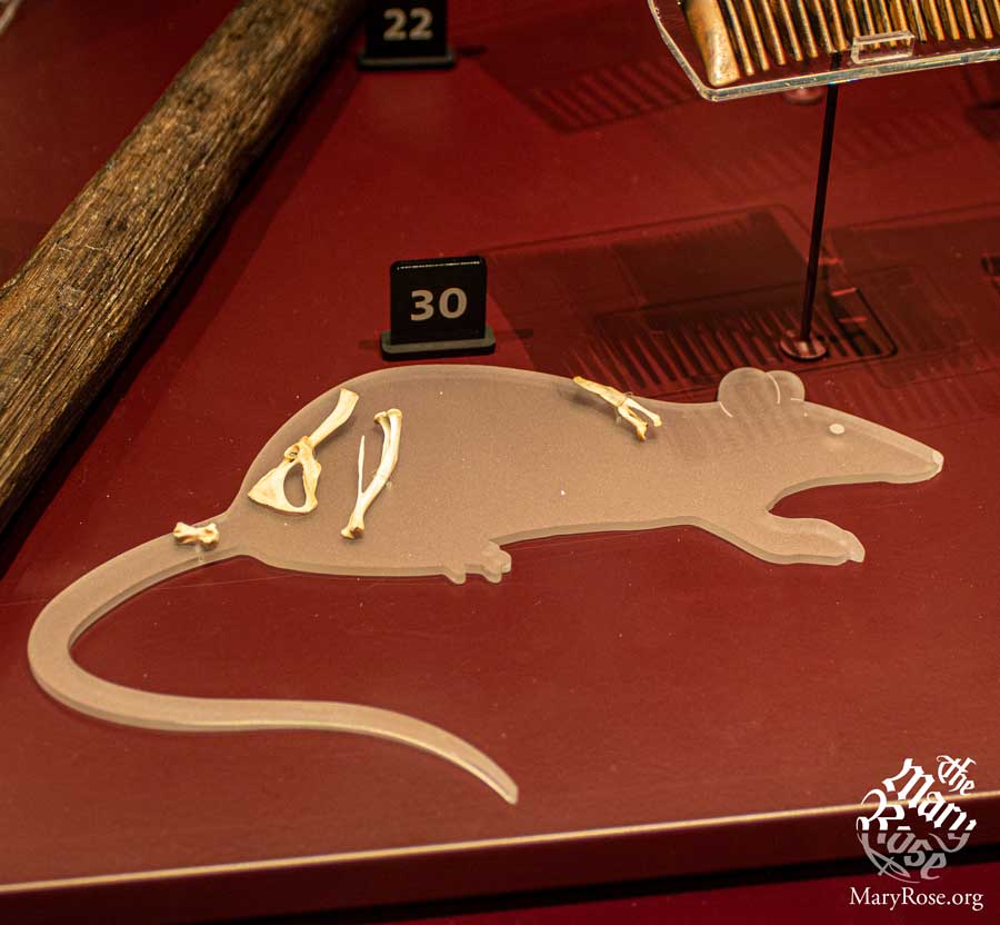 Not all rats abandon a sinking ship, it seems.

We found the remains of three, but only the back ends for some reason. Wonder why...