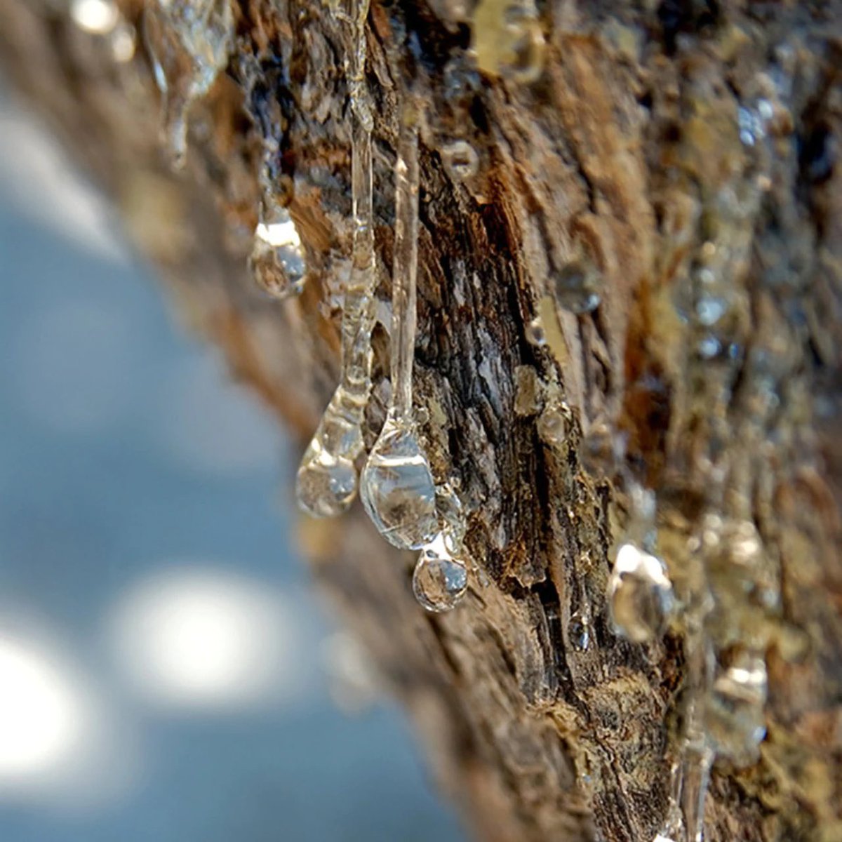 Michael_Lambda's tweet photo. Do you chew gum? The ancient Greeks, did too! The chewy material was made from the resin of the mastic tree produced on the island of Chios. The “tears” of Chios have a characteristic aroma and health benefits. 🌳💧🍬
#BubbleGumDay https://t.co/V39q5kfu5C