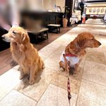 ツイートに含まれる画像