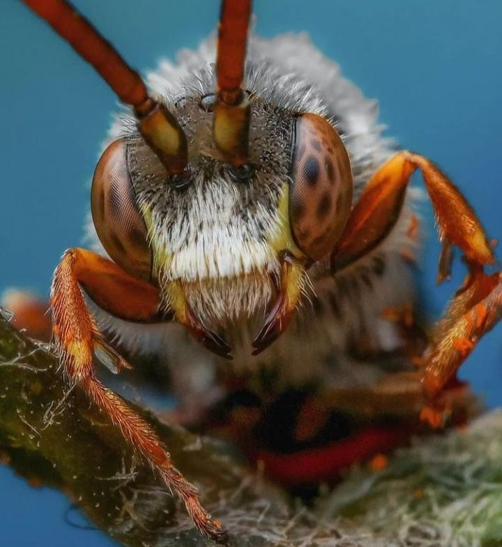 Bugs are incredibly intriguing up close & personal in macro.
Photo by macroworld_tr