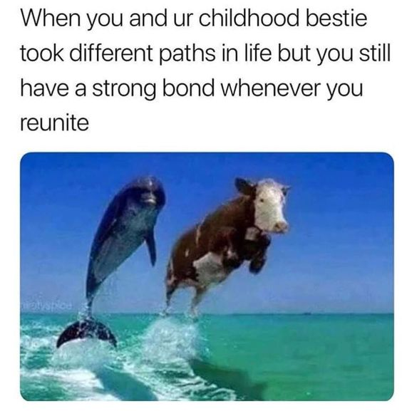 WholesomeMeme's tweet photo. https://t.co/ZwDXchbkB8