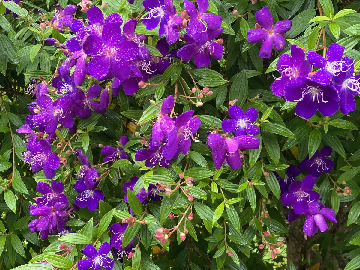 Feasted my eyes on the flowers and raindrops on an afternoon walk in the neighbourhood. Day 35 of #100daysofwalking