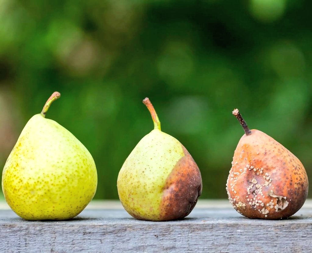 organiclifeorg's tweet photo. ❌ Food waste has become a habit for many of us. Buying more food than we need at markets, letting fruits &amp; vegetables spoil at home.

We need to always remind ourselves that reducing #foodwaste should be our collective responsibility to combat #zerohunger &amp; #ClimateActionNow 🌾 https://t.co/bsDz3E1L7k