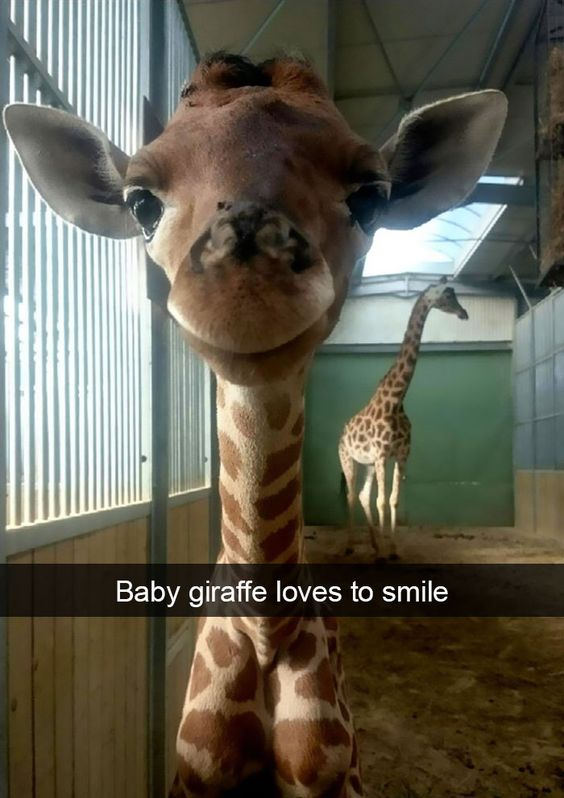 WholesomeMemes tweet media