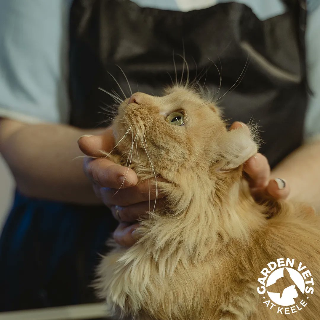 Our #veterinaryprofessionals and students are always on the lookout for new treatments, medications, and procedures to help animals live longer and happier lives. Discover more: buff.ly/3rqHLq7 #PetHealth #VeterinaryHospital #VeterinarySurgery #LoveMyVet