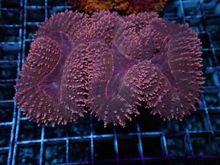 coralmonster2's tweet photo. スコリミアともオオバナとも違う独特の質感のハナガタサンゴ。
オレンジゴールドにセンターパープルもう一つはピンクの個体。おすすめですhttps://t.co/5y6zt41nVt https://t.co/s3Fl67uptX