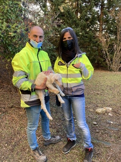 LaureCandlot's tweet photo. La famille @saintgobain s'agrandit ! Bienvenue à ces moutons qui, au-delà de préserver la #biodiversité, améliorent le cadre de travail des collaborateurs et limitent l’utilisation de tondeuses thermiques 🌱#SaintGobain #EcoPaturage #Subtainability https://t.co/xoGMcwOMdY