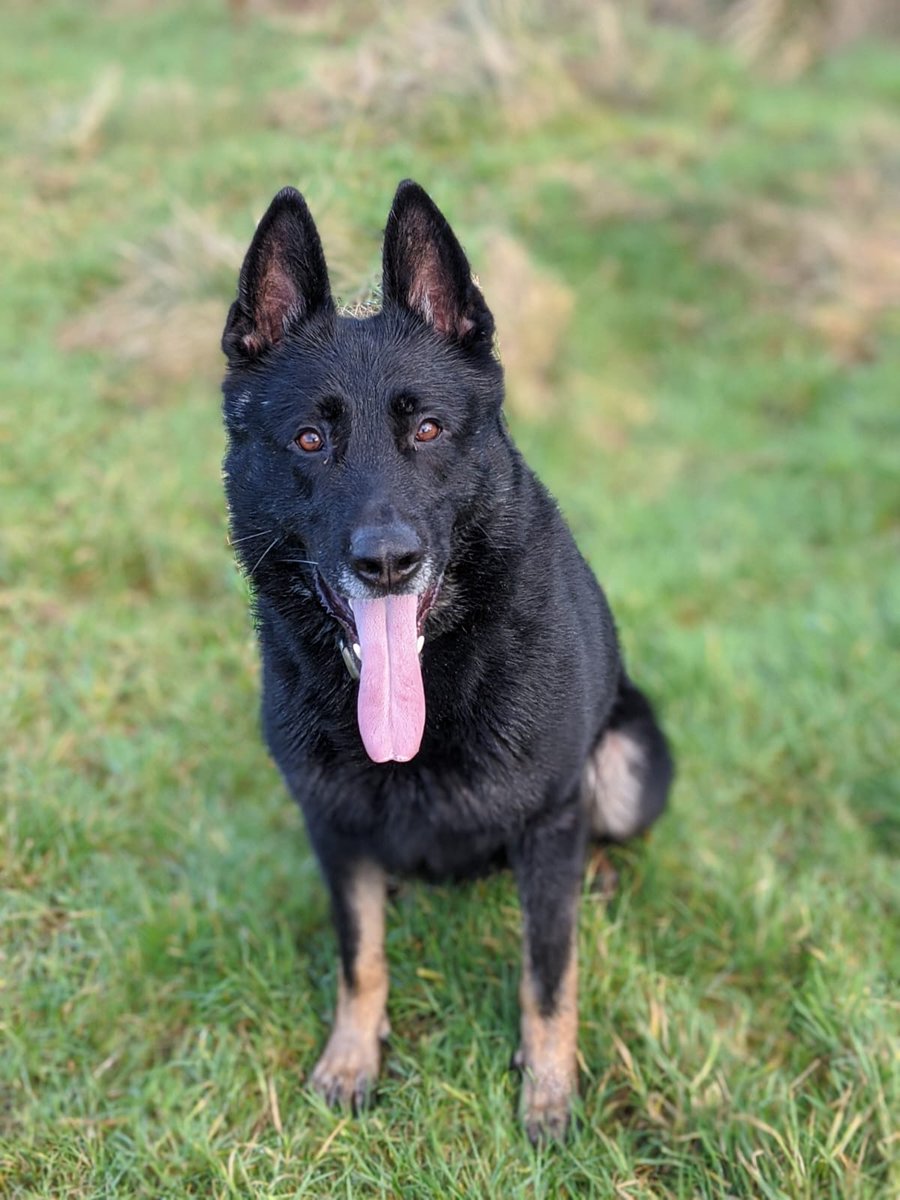 PSOSDogs's tweet image. Several reports of 2 men smashing up bus stops &amp;amp; traffic lights. #PDBodie handler spotted them trying to make off, Bodie was deployed and they both realised there was no out running him 🐶
Bodie also helped his colleague’s find a man trespassing on the railway.
#3Arrested