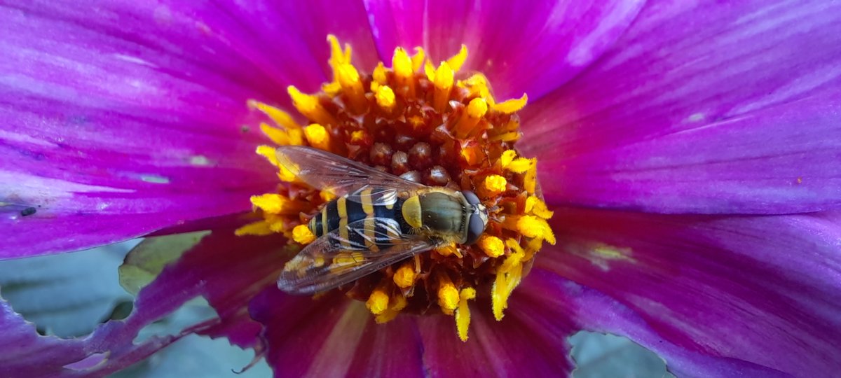Pesticide-Free Cambridge tweet media