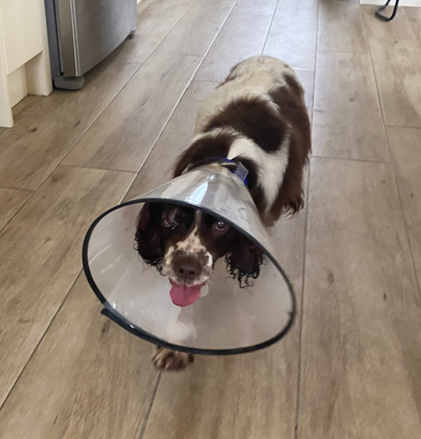 LastHopeAC's tweet photo. Sheeba is the sweetest girl. Despite all she has been through her tail rarely stops wagging. 
She follows her foster parent around like a little shadow and refuses to settle when they're not present.

#adoptdontshop #fosteringsaveslives #donate #volunteer #dogsarefamily https://t.co/W2YXPxUV66
