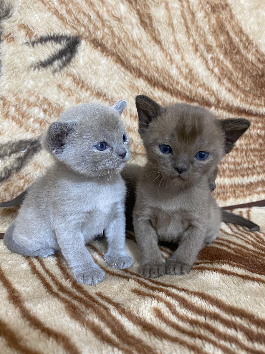 Pn30aLij's tweet photo. Come and play!😻 #CatsOfTwitter #Burma #Moscow https://t.co/11uG6iwHsr