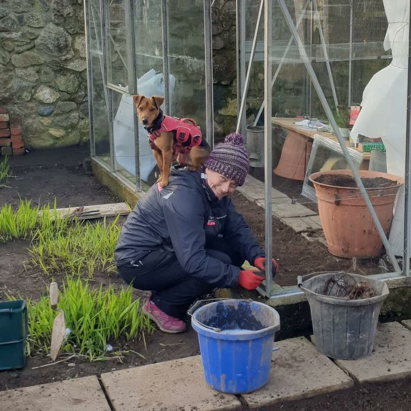 Dobby dog helping with the greenhouse repairs 🐶 ♥ #helping