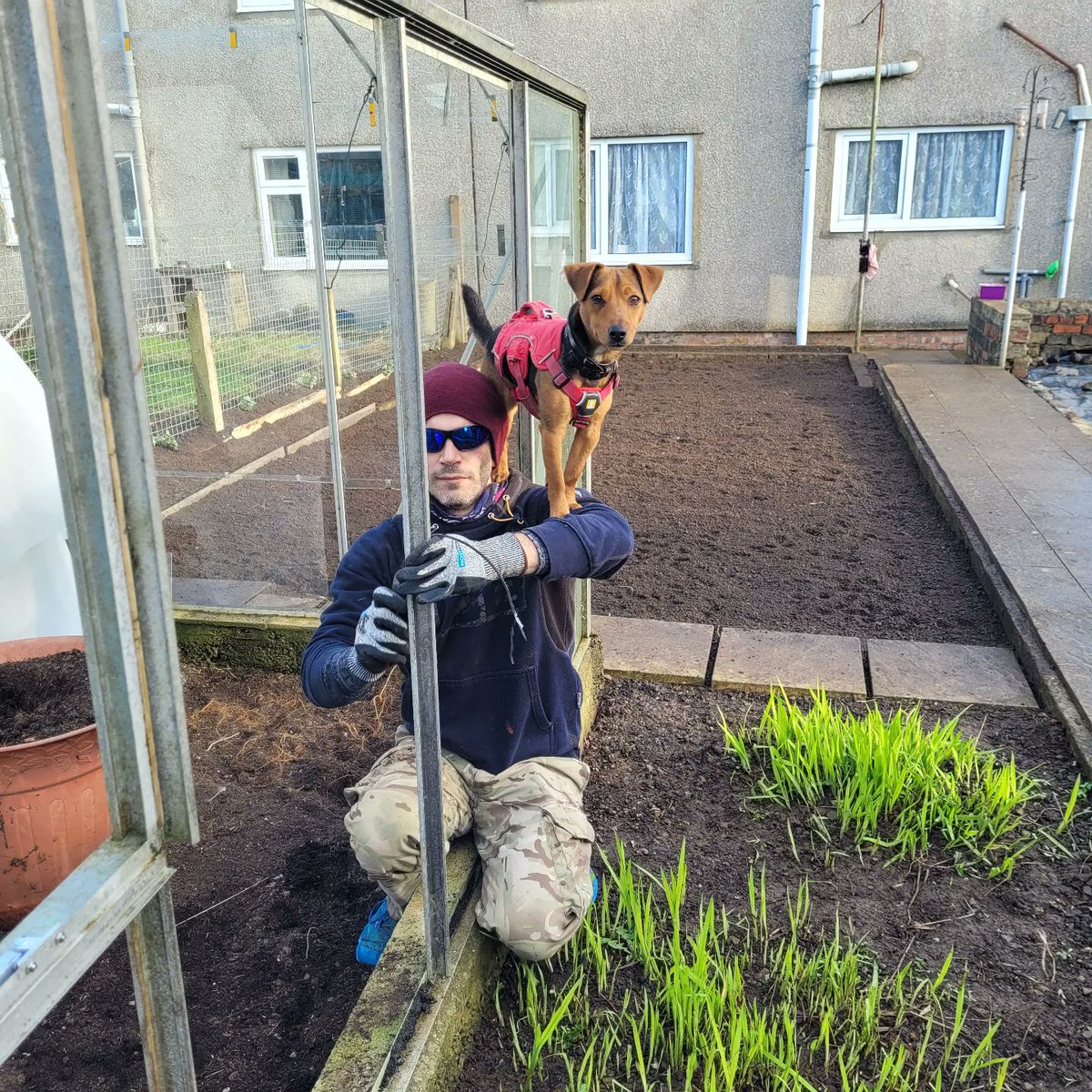CQCoasteering's tweet photo. Dobby dog helping with the greenhouse repairs 🐶 ♥ #helping https://t.co/Lv5VaqBxUC