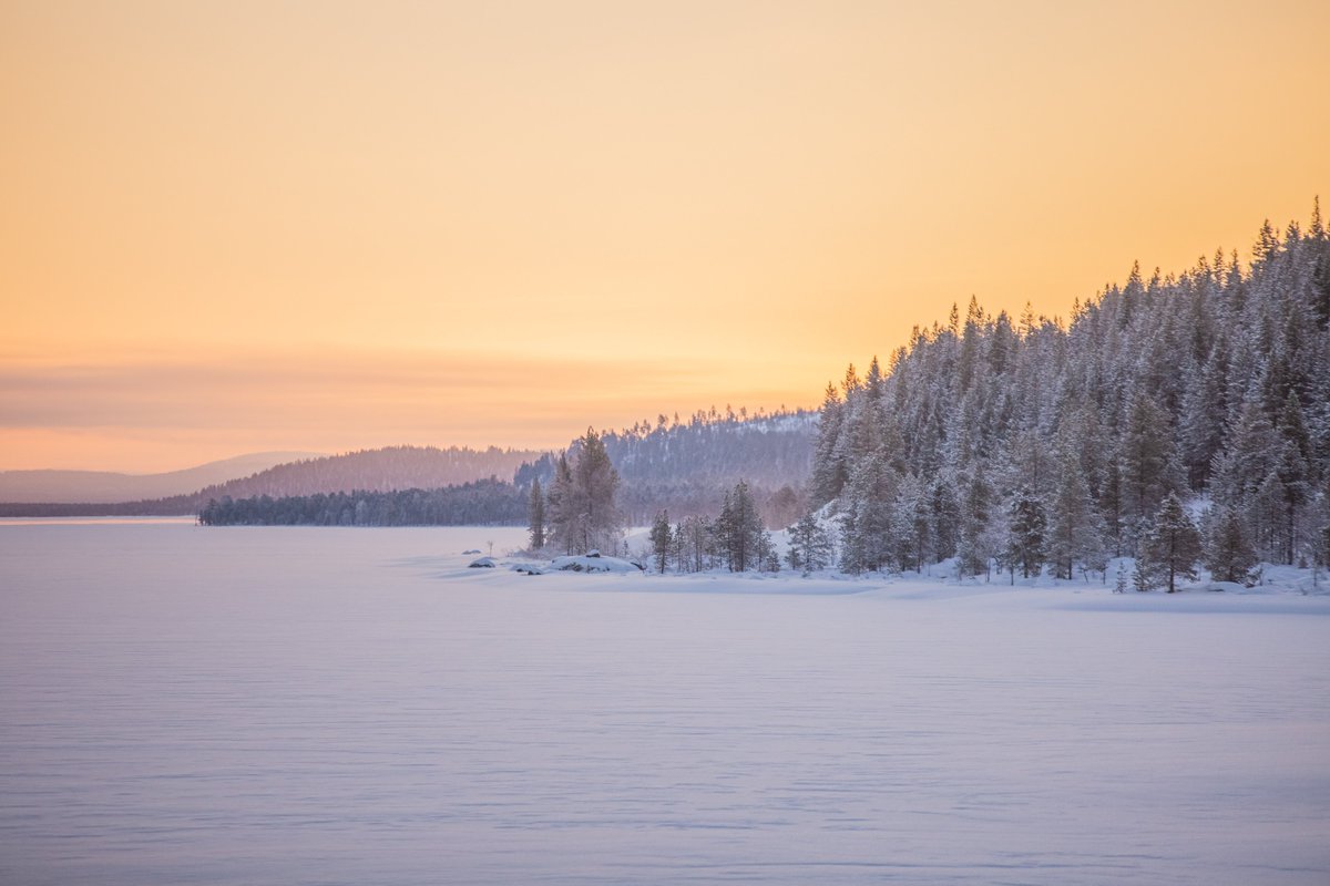 Golden morning 💛
With each day you can feel the light increasing, days are getting longer and animals are more active again.

#lapland #exploreinari #goldenhour #WinterWonderland