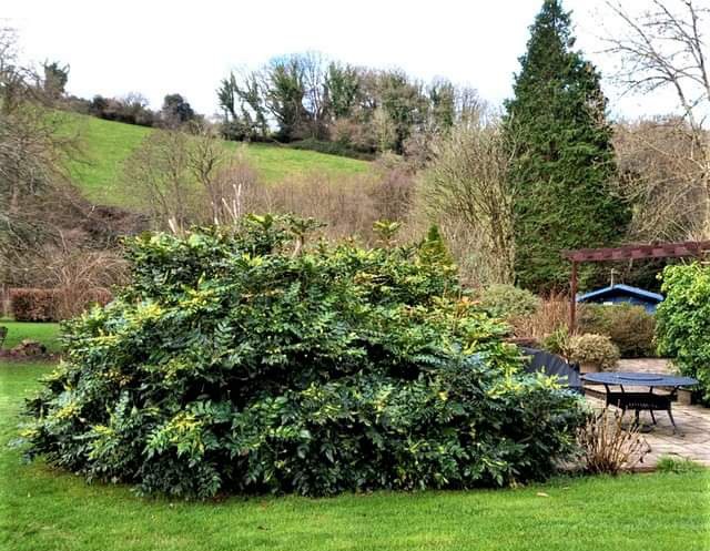 Torridge215's tweet photo. MONSTER MAHONIA IS A 40-STEP HALF-CENTURION AND A WINTER WARMER. Find out where it is growing at https://t.co/aUyk2HLLnr
#berrynarbor #northdevon #mahonia #scent #flowers #foliage #devonngs https://t.co/cDa3a872Au